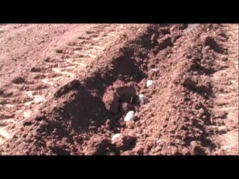 how to grow irish potatoes