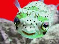 -funny-animals-1-.html