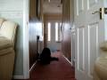 Clever labradoodle puppy!