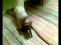 missfeet heels