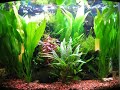 fish 006.avi