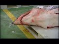 Shark Warnings Shark Warnings