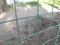 Cocodrillo