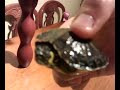 Tortuga del KaS en ratos libres