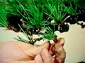 bonsai