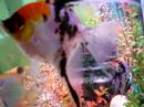 South American Cichlid Tank