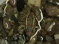 videos de Spots the Super Frog Part 3