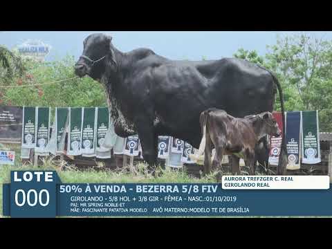 LOTE 000 - BEZERRA 5/8 FIV  -