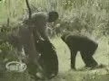 Chimps attack man