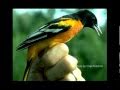 Carmen's Baltimore Orioles