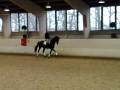 Blue hors zack