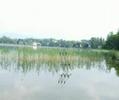 Guarda video