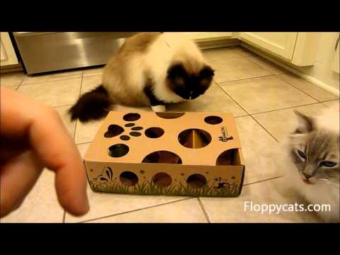 CatAmazing Cat Puzzle Toy Review 0 CatAmazing Cat Puzzle Toy Review