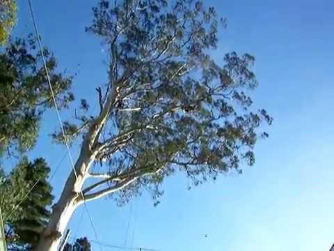 how to care for a eucalyptus tree