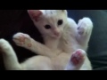 Click here to watch this video Kitten playing
