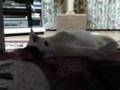我が家のお猫さま she likes electric carpet