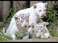 salvajes.wmv