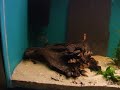 New clown loaches New clown loaches