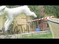 my dog high jumping