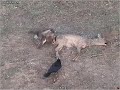 Deze buizerd staat zijn mannetje Deze buizerd staat zijn mannetje