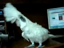 HeadBanding Cockatoo. HeadBanding Cockatoo.