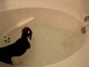 Beagle Bath Time Beagle Bath Time