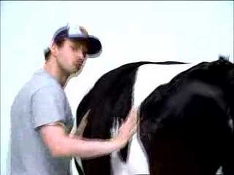 COW GIF