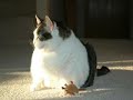 STOP EATING ! The Fat Cat Remix