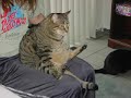 STOP EATING ! The Fat Cat Remix