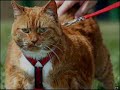 STOP EATING ! The Fat Cat Remix