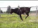 bull3