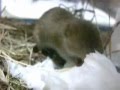 ハタネズミ　Japanese grass vole（mouse）
