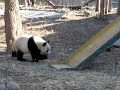 Beijing Zoo