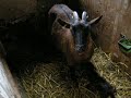 En het resultaat: 3 bokjes En het resultaat: 3 bokjes