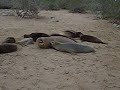 more sea lions more sea lions
