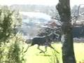 Elg i trav (Running moose)