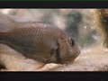 Lake Tanganyika Part3