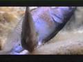 Lake Tanganyika Part3