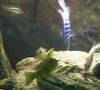 Maylandia chilumba Maison reef