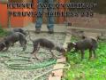 KENNEL NACION VIRINGO PUPPIES PERUVIAN HAIRLESS DOG