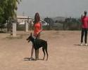 Dobermann ZTP Castejón 2008 - Jamaica del Jardín de Elfos