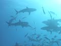 Bahamas Aqua Cat shark dive