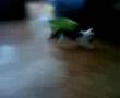 Kitten Koetje lekker aan het spelen