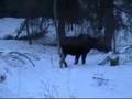 Alaskan Moose