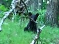 AT Thru-hike: Bear Sighting! (June 20, 2006)