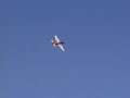 Hangar 9 P-51 Mustang PTS RTF