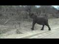 Elephant Act in Kruger Park