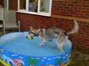 Kavik & his Dog Pool
