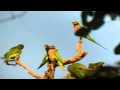 นกแขกเต้า.mp4