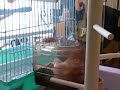 Click here to watch this video シナモン文鳥(ポッキー)の水浴び